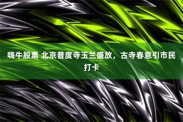 嗨牛股票 北京普度寺玉兰盛放，古寺春意引市民打卡