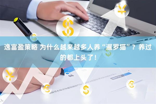 逸富盈策略 为什么越来越多人养“暹罗猫”？养过的都上头了！